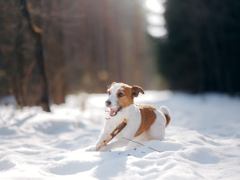 Kleiner Hund im Schnee