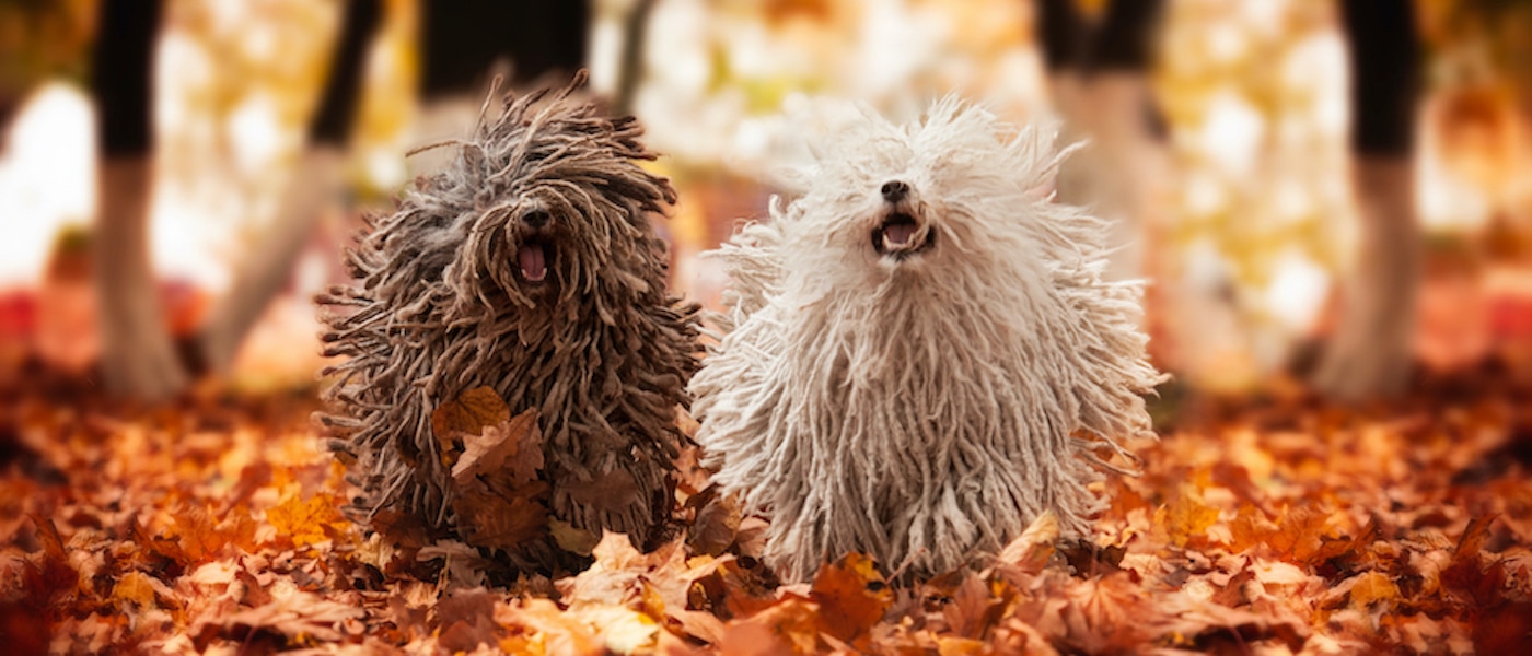 Happy,Run,Purebred,Puli,Dog,(hungarian,Puli,,Hungarian,Water,Dog)