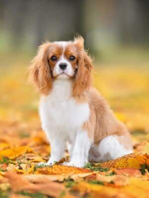 Cavalier,King,Charles,Spaniel,Dog,Sitting,Outdoors,In,Autumn