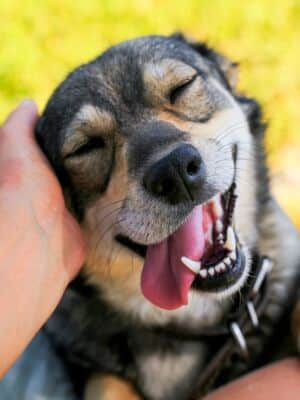 shutterstock_1187336506