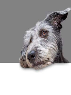 shutterstock_1838245354