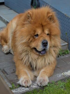 Adorable,Chow,Chow,Dog:,Lion,In,The,City.,Fluffy,Chow