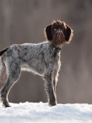 shutterstock_603924170