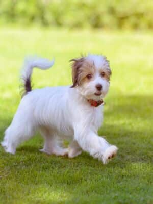 shutterstock_696648040